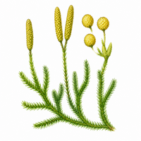 LYCOPODIUM