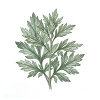 MUGWORT